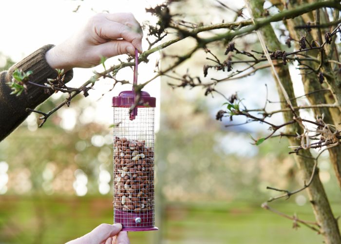 Common Signs & How to Get Rid of Rats in the Garden WM James WM