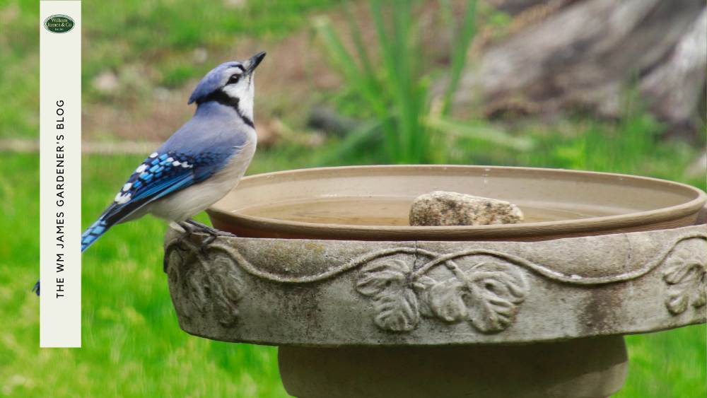 bird sitting on a birdbath in garden