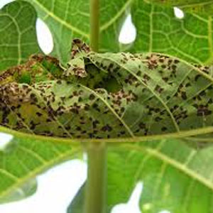 black spots on plant leaf