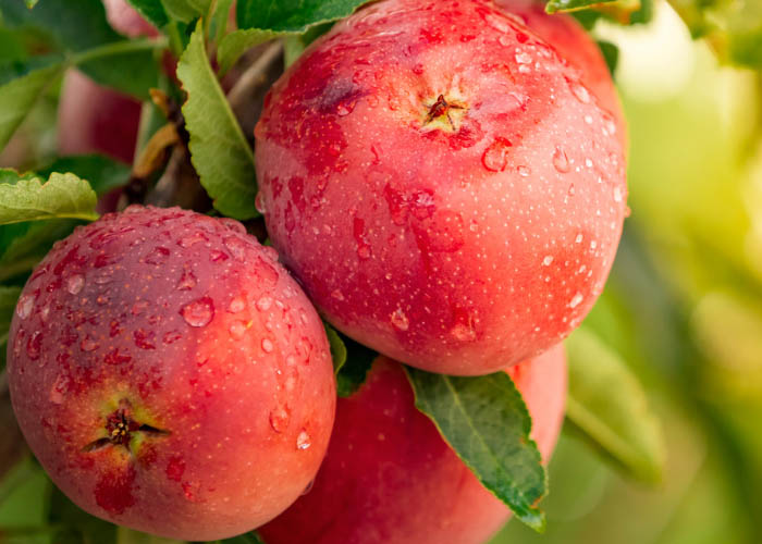 Apples growing in an allotment