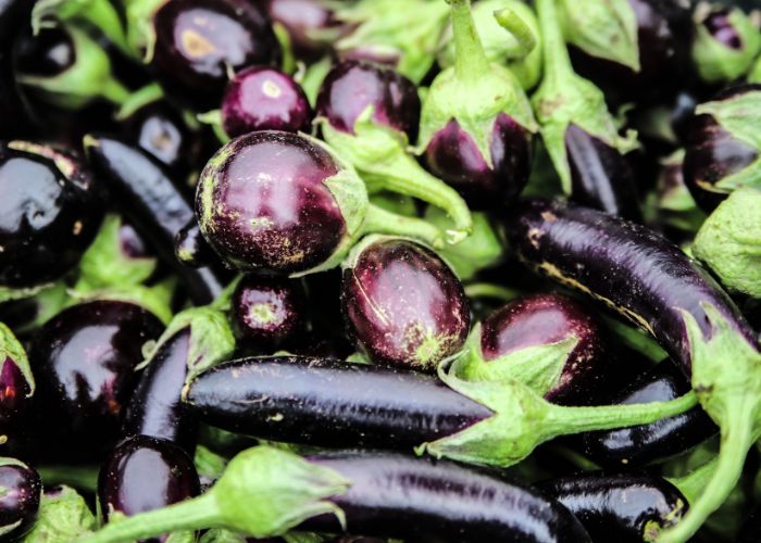 Aubergines in Garden
