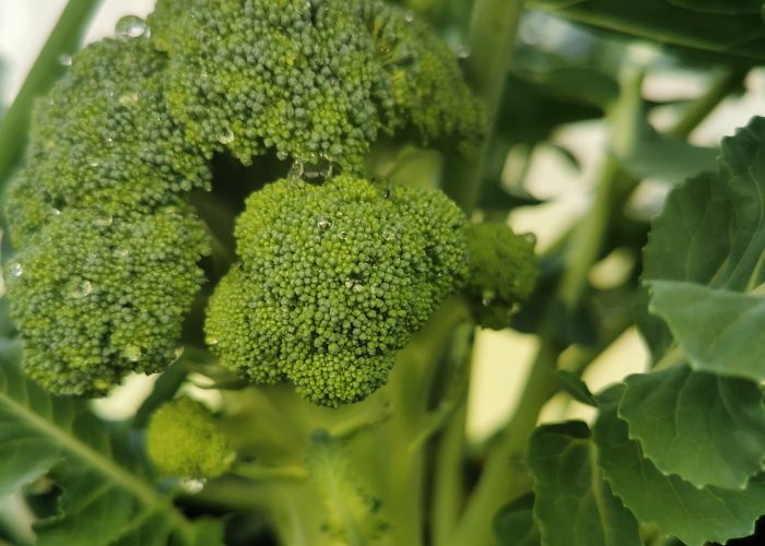 Broccoli in Garden
