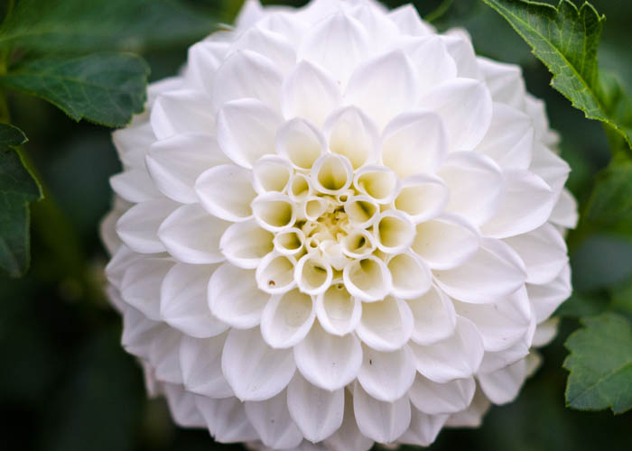 Dahlias in an allotment