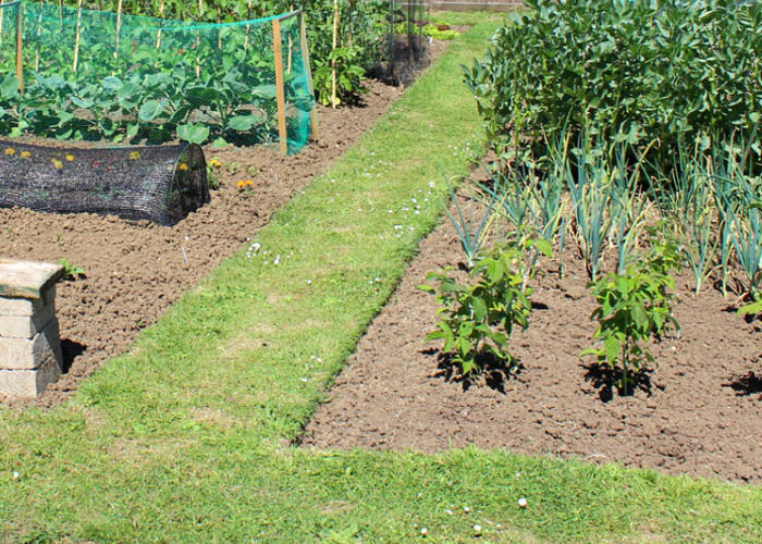 Grass paths in an allotment