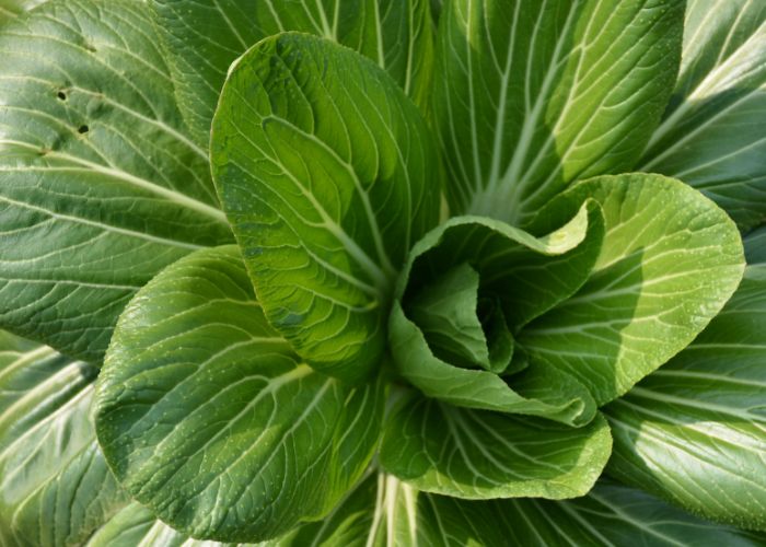 Close up photo of Pak Choi leaves