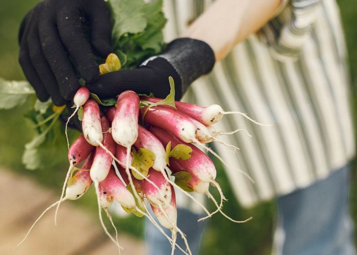 Radishes picked from garden