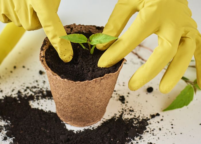 Photo of hands potting young plant