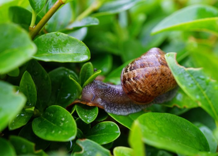 photo of a Snail pest in garden