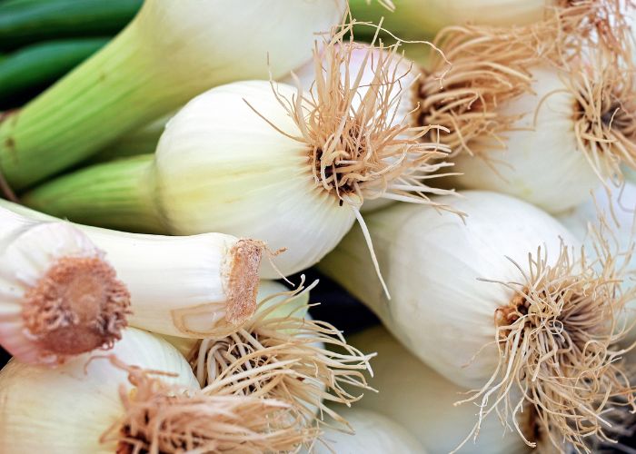 Home Grown Spring Onions for Stir Fry Meal