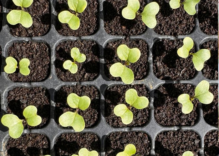 photo of young plants growing in seed tray