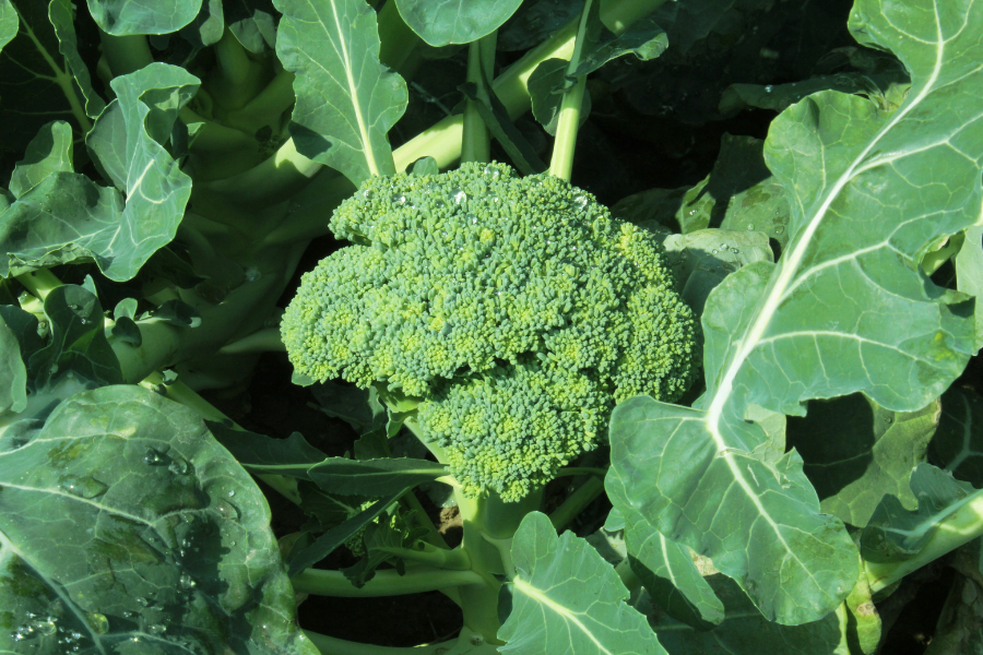 broccoli