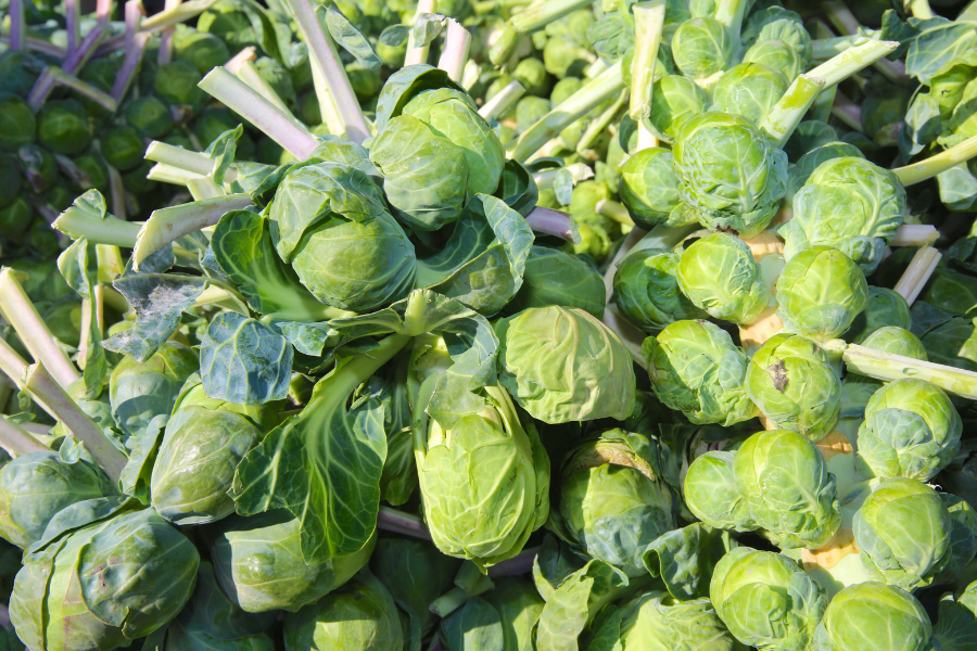 brussels sprout