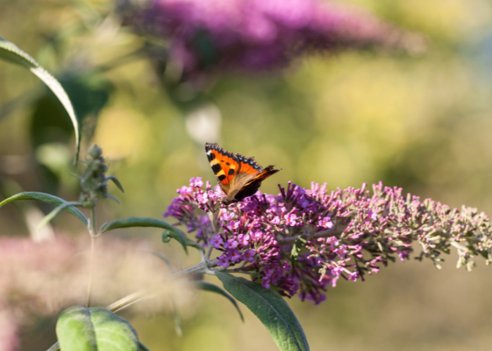 buddliea