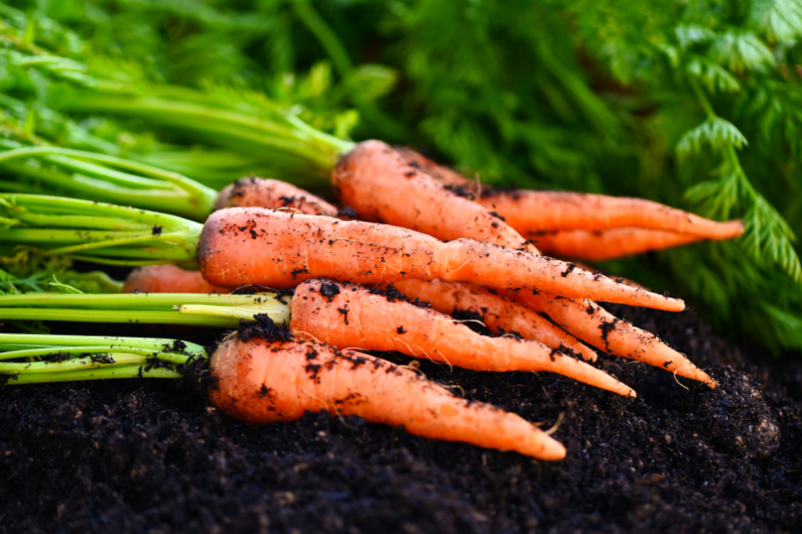 carrots