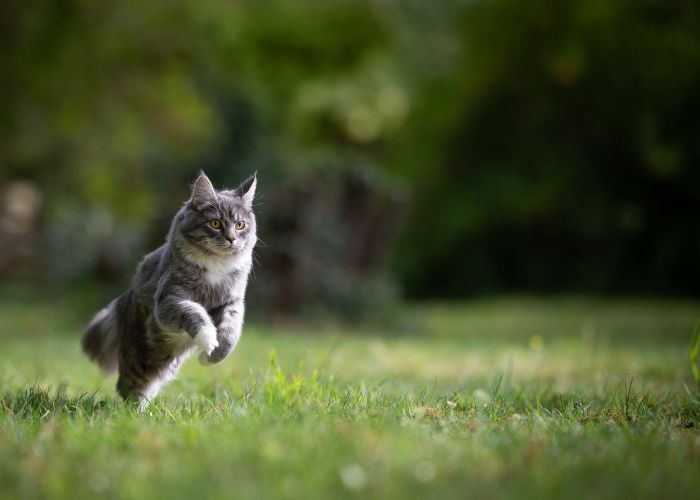 Common Signs & How to Get Rid of Rats in the Garden WM James WM