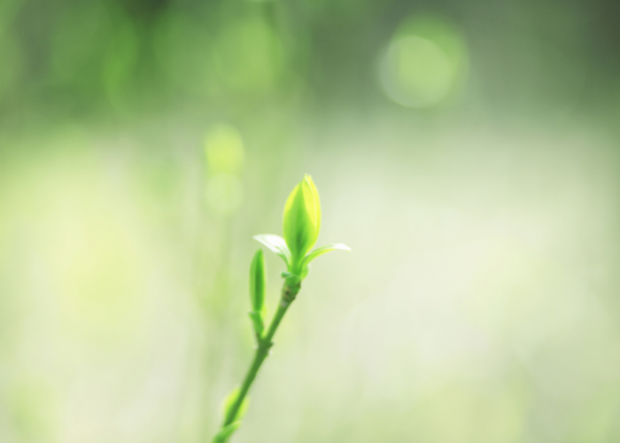 cut side shoots on your plant