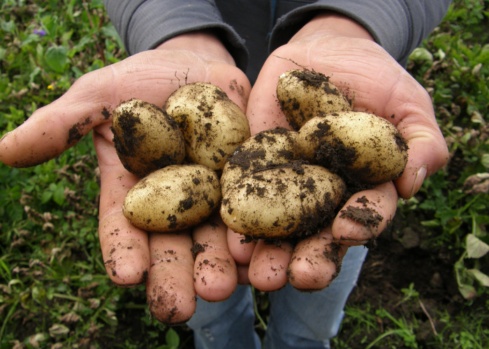 Storing potatoes in crates
