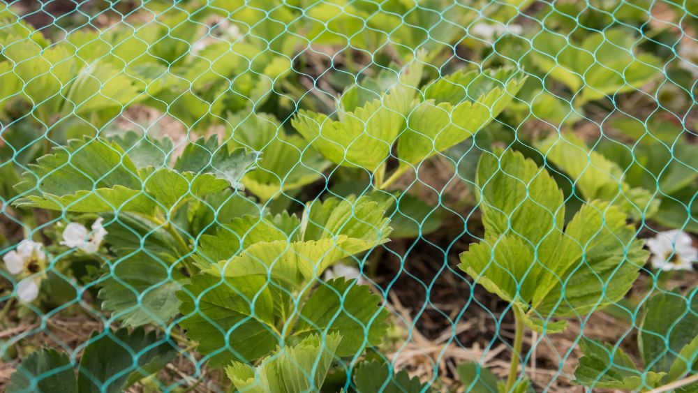 The Advantages of Fruit Bush Netting To Protect Your Garden from Birds, A  Veg Gardeners Guide