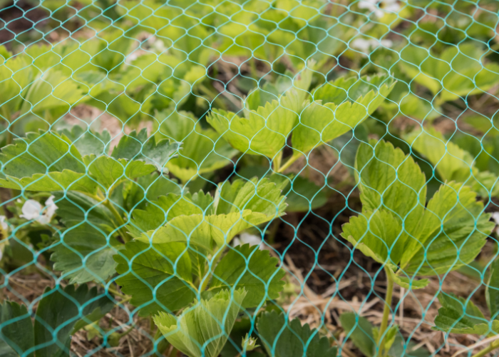 garden plant nets
