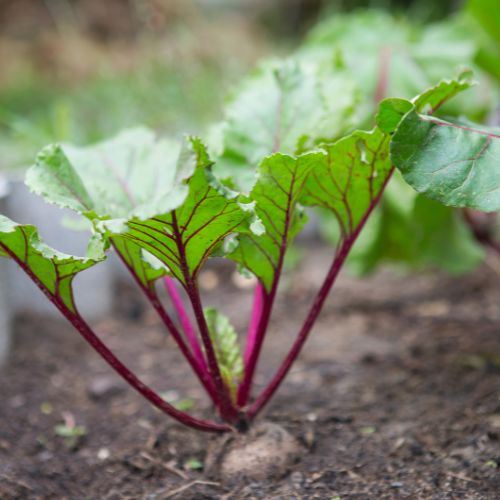 growing beetroot in winter