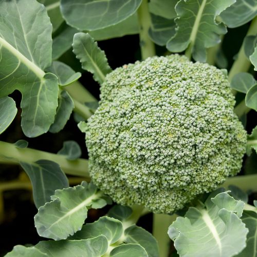 growing broccoli in winter