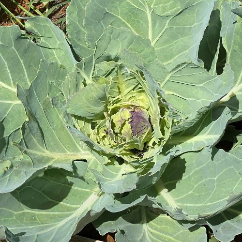 growing cabbages in winter