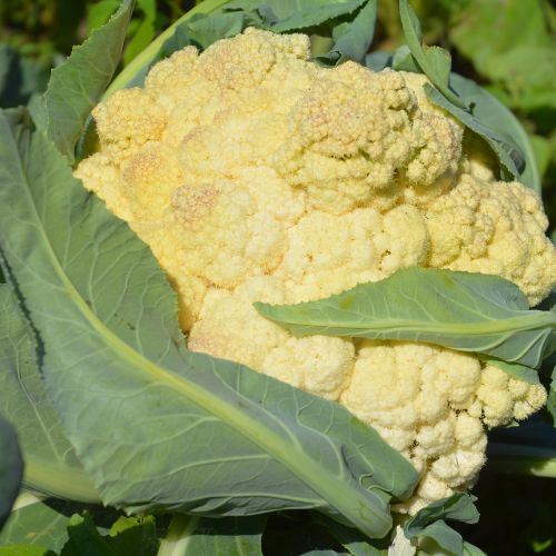 growing caluiflowers in winter