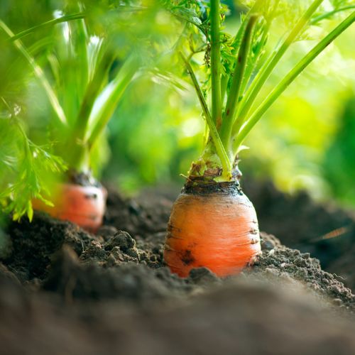 growing carrots in winter