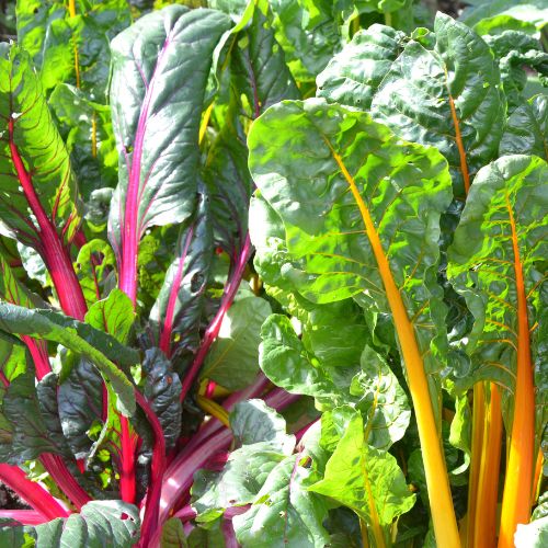 growing chard in winter