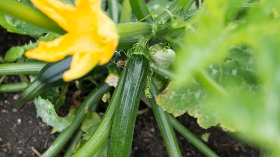 growing courgettes