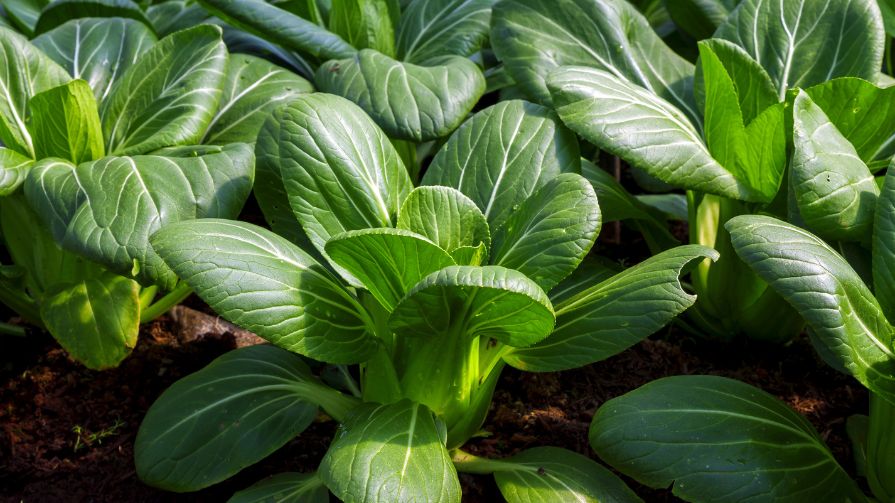 Growing pak choi