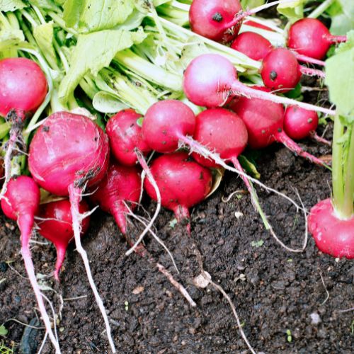 growing radishes in winter