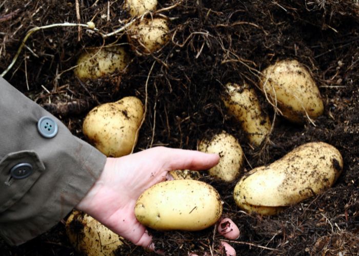 When to Harvest Potatoes at Home WM James WM James & Co.