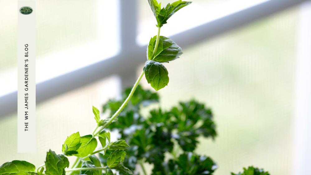 herbs getting sunlight from a window