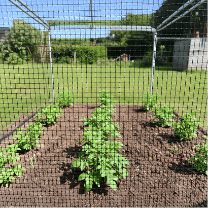 Fruit Cage Netting