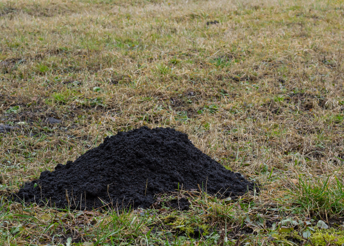 how to spot rats in your garden