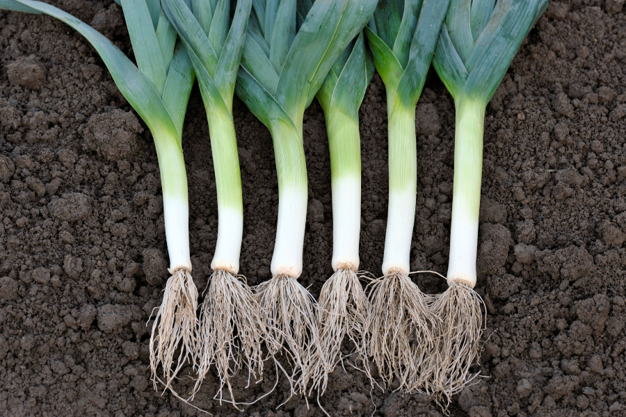 leeks