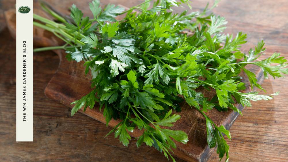 Fresh Parsley in kitchen