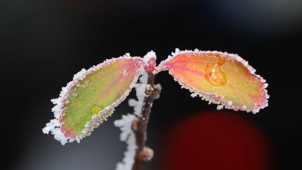 plant leaf with frost