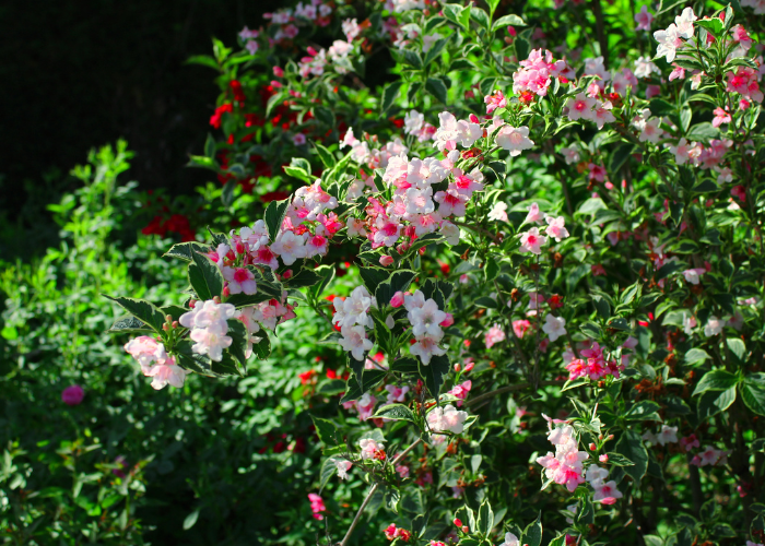 shrubs to deter cats in garden