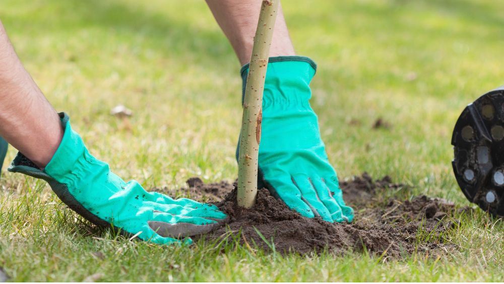 Plant Bare Root Fruit Trees And Enjoy Homegrown Fruit A Veg Gardeners