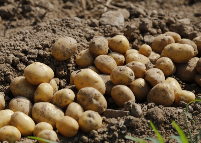 Freshly harvested potatoes
