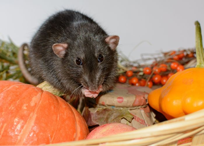 Rat in garden damaging vegetables