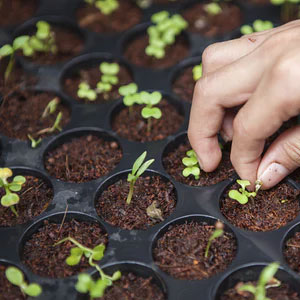 plants growing slowly