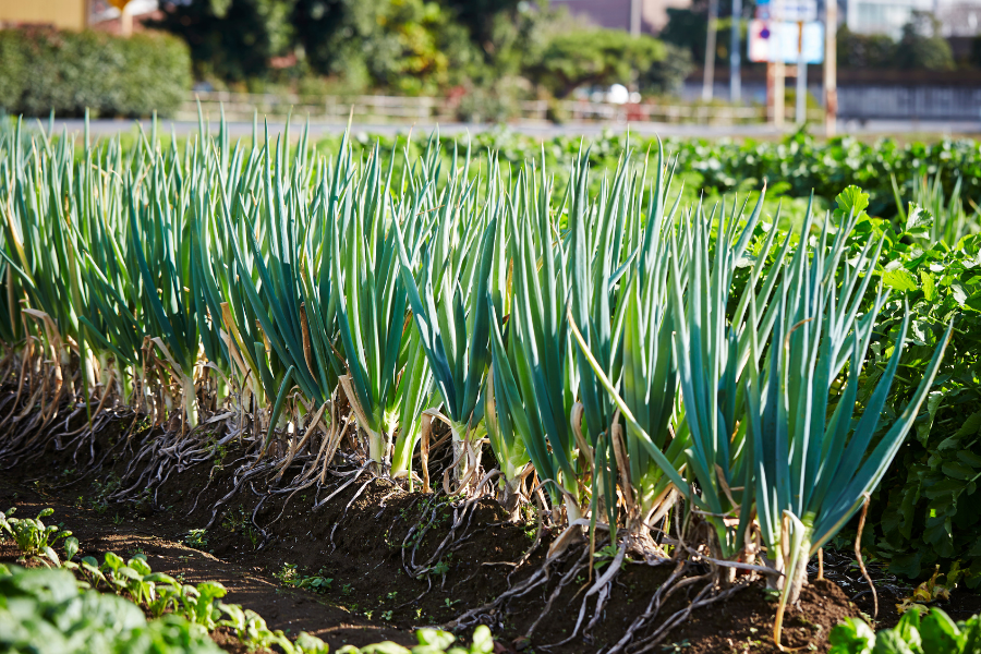 spring onion