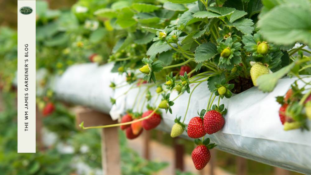 berries to attract birds to a garden
