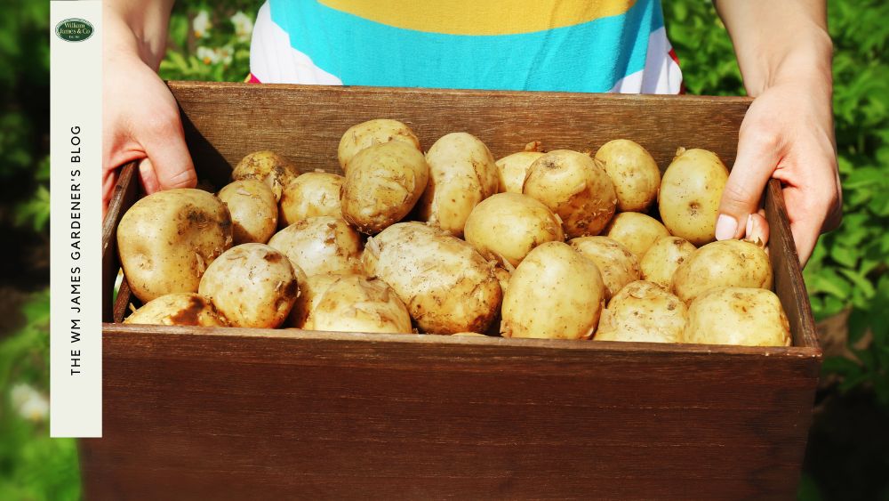 When to Harvest Potatoes at Home WM James WM James & Co.