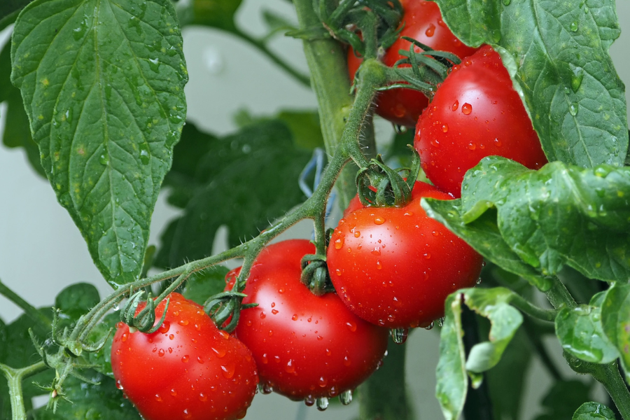 tomato