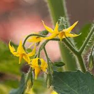 tomatoes not flowering garden problems