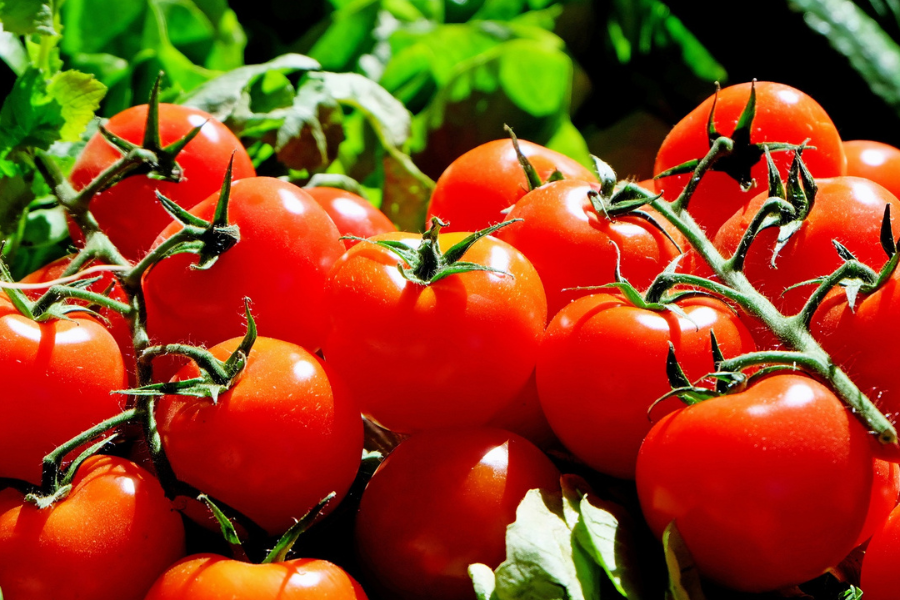 tomatoes